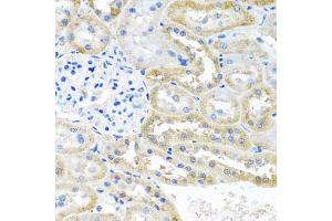Immunohistochemistry of paraffin-embedded rat kidney using OGFR antibody (ABIN5974255) at dilution of 1/100 (40x lens). (OGFR 抗体)