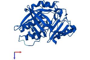 Protein Structure (PS) image for N-Acetyltransferase 1 (Arylamine N-Acetyltransferase) (NAT1) (AA 1-290) protein (His tag) (ABIN7552326)