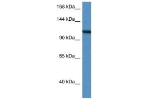 Western Blot showing VCL antibody used at a concentration of 1 ug/ml against HepG2 Cell Lysate (Vinculin 抗体  (C-Term))