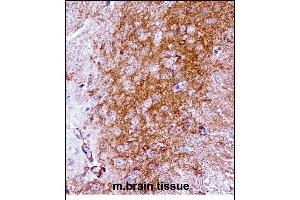 Mouse Ntrk2 Antibody (Center) ((ABIN657851 and ABIN2846812))immunohistochemistry analysis in formalin fixed and paraffin embedded mouse brain tissue followed by peroxidase conjugation of the secondary antibody and DAB staining.