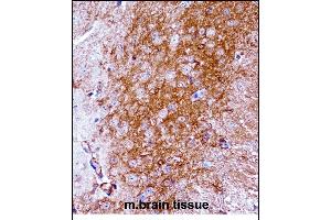 Mouse Ntrk2 Antibody (Center) ((ABIN657851 and ABIN2846812))immunohistochemistry analysis in formalin fixed and paraffin embedded mouse brain tissue followed by peroxidase conjugation of the secondary antibody and DAB staining. (TRKB 抗体  (AA 343-372))