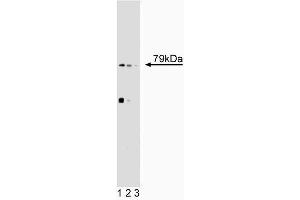 Western blot analysis of 5-Lipoxygenase on SL-29 lysate. (ALOX5 抗体  (AA 442-590))