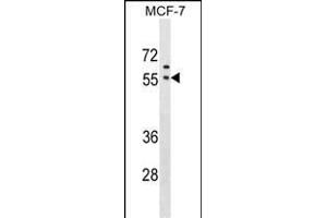 GORASP1 Antibody (Center) (ABIN1538688 and ABIN2849504) western blot analysis in MCF-7 cell line lysates (35 μg/lane). (GORASP1 抗体  (AA 91-119))