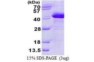 Image no. 1 for Prostaglandin Reductase 2 (PTGR2) (AA 1-351) protein (His tag) (ABIN1098255)