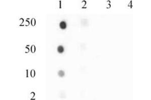 Histone H3. (Histone H3.3 抗体  (pSer31))