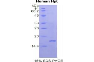 SDS-PAGE of Protein Standard from the Kit (Highly purified E. (Haptoglobin CLIA Kit)