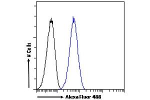 (ABIN570827) Flow cytometric analysis of paraformaldehyde fixed HeLa cells (blue line), permeabilized with 0. (IKZF4 抗体  (Internal Region))