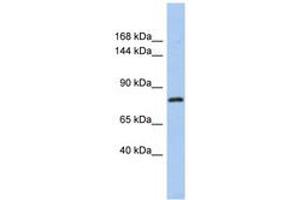 Image no. 1 for anti-Kelch-Like 32 (KLHL32) (C-Term) antibody (ABIN6741138) (KLHL32 抗体  (C-Term))