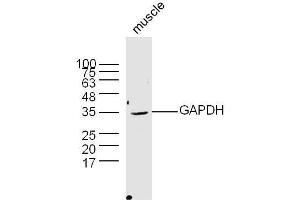 Mouse muscle lysates probed with Rabbit Anti-GAPDH Polyclonal Antibody  at 1:300 overnight at 4˚C. (GAPDH 抗体  (AA 101-200))