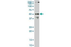 Western Blotting (WB) image for anti-Cleavage and Polyadenylation Specific Factor 6, 68kDa (CPSF6) (AA 37-136) antibody (ABIN524444)