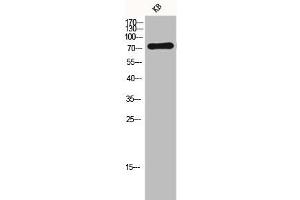 Western Blot analysis of KB cells using FSHR Polyclonal Antibody (FSHR 抗体  (Internal Region))