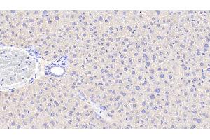 Detection of ANGPTL6 in Mouse Liver Tissue using Polyclonal Antibody to Angiopoietin Like Protein 6 (ANGPTL6) (ANGPTL6 抗体  (AA 238-457))