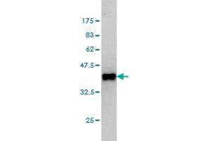 Western Blot detection against Immunogen (36. (GPS2 抗体  (AA 228-327))
