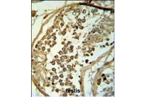 C19orf18 Antibody (Center) (ABIN653783 and ABIN2843070) IHC analysis in formalin fixed and paraffin embedded testis tissue followed by peroxidase conjugation of the secondary antibody and DAB staining. (C19orf18 抗体  (AA 140-168))