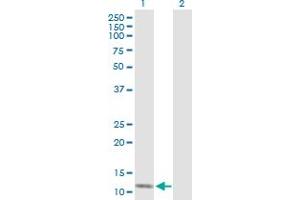 Western Blot analysis of SH2D1B expression in transfected 293T cell line by SH2D1B MaxPab polyclonal antibody. (SH2D1B 抗体  (AA 1-132))