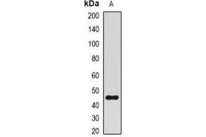 Western blot analysis of BMI1 expression in K562 (A) whole cell lysates. (BMI1 抗体)
