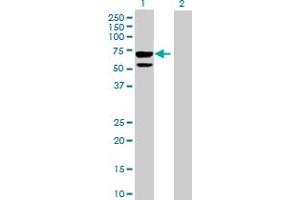 Western Blot analysis of CLUL1 expression in transfected 293T cell line by CLUL1 MaxPab polyclonal antibody. (CLUL1 抗体  (AA 1-466))
