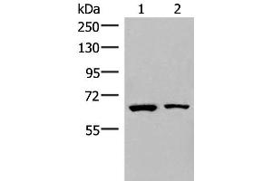 Western blot analysis of Raji and PC3 cell lysates using ZNF85 Polyclonal Antibody at dilution of 1:400 (ZNF85 抗体)