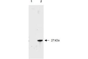 Image no. 1 for anti-Red Fluorescent Protein (RFP) antibody (Biotin) (ABIN401226) (RFP 抗体  (Biotin))