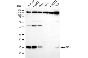 Western blotting analysis using FIS1 antibody (ABIN7798623).