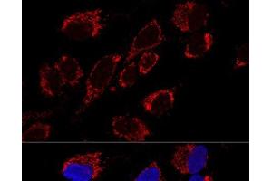 Confocal immunofluorescence analysis of U2OS cells using MRPS31 Polyclonal Antibody at dilution of 1:200. (MRPS31 抗体)