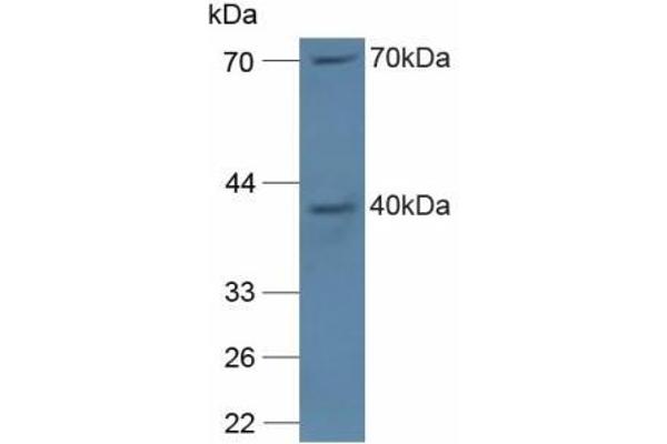 NCF4 抗体  (AA 111-339)