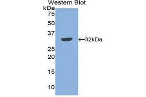 Western Blotting (WB) image for anti-Plasminogen Activator Inhibitor 2 (SERPINB2) (AA 68-313) antibody (ABIN1860121) (SERPINB2 抗体  (AA 68-313))