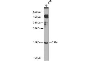 Western blot analysis of extracts of BT-474 cells, using CST4 antibody (ABIN6127736, ABIN6139152, ABIN6139153 and ABIN6224140) at 1:1000 dilution. (CST4 抗体  (AA 21-141))