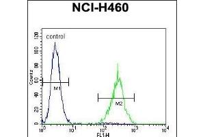 SOX1 Antibody (N-term) (ABIN655709 and ABIN2845160) flow cytometric analysis of NCI- cells (right histogram) compared to a negative control cell (left histogram). (SOX1 抗体  (N-Term))