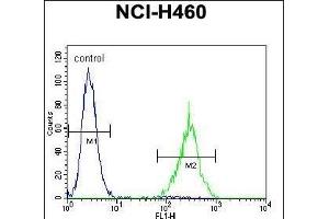 SOX1 Antibody (N-term) (ABIN655709 and ABIN2845160) flow cytometric analysis of NCI- cells (right histogram) compared to a negative control cell (left histogram). (SOX1 抗体  (N-Term))