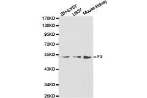 Western Blotting (WB) image for anti-Coagulation Factor III (thromboplastin, Tissue Factor) (F3) antibody (ABIN1872628) (Tissue factor 抗体)