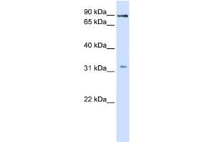 WB Suggested Anti-LRRC8B Antibody Titration:  1 ug/ml  Positive Control:  Fetal liver cell lysate (LRRC8B 抗体  (Middle Region))
