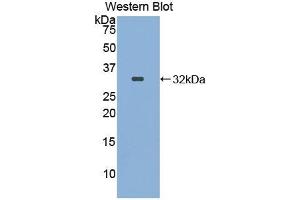 Western blot analysis of the recombinant protein. (ITFG1 抗体  (AA 55-306))