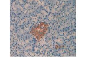 IHC-P analysis of Human Pancreas Tissue, with DAB staining. (Amylin/DAP 抗体)