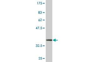 Western Blot detection against Immunogen (36. (ZSCAN16 抗体  (AA 132-230))