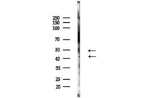 Western blot analysis of lysates from Mouse brain, using Phospho-Cyclin E1 (Thr77) Antibody at 1/1000 dilution.