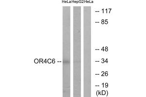 Western blot analysis of extracts from HeLa cells and HepG2 cells, using OR4C6 antibody. (OR4C6 抗体  (Internal Region))