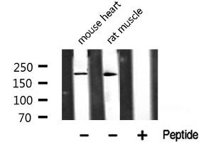 Western blot analysis of TAF1 Antibody expression in mouse heart and rat muscle tissues lysates.