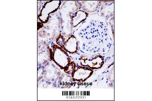 UMOD Antibody immunohistochemistry analysis in formalin fixed and paraffin embedded human kidney tissue followed by peroxidase conjugation of the secondary antibody and DAB staining. (Uromodulin 抗体  (AA 352-380))