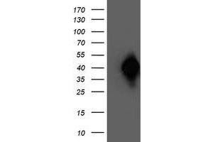 Western Blotting (WB) image for anti-N-Acyl Phosphatidylethanolamine phospholipase D (NAPEPLD) antibody (ABIN1499645) (NAPEPLD 抗体)