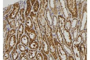 ABIN6275405 at 1/100 staining Human kidney tissue by IHC-P.
