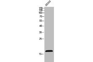 Western Blot analysis of AD293 cells using FUNDC1 Polyclonal Antibody (FUNDC1 抗体  (N-Term))