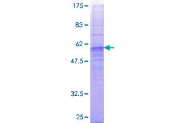 FFAR2 Protein (AA 1-330) (GST tag)