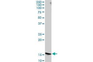 MAGOHB MaxPab polyclonal antibody. (Mago Nashi Homolog 2 抗体  (AA 1-148))