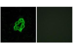 Immunofluorescence (IF) image for anti-Brain-Specific Angiogenesis Inhibitor 1 (BAI1) (Internal Region) antibody (ABIN6301192) (BAI1 抗体  (Internal Region))