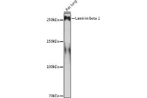 Western Blotting (WB) image for anti-Laminin, beta 1 (LAMB1) antibody (ABIN7268185)