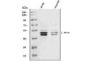 Western blot analysis of NeuN/Rbfox3 using anti-NeuN/Rbfox3 antibody (ABIN7601068).