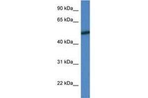 Image no. 1 for anti-Mitogen-Activated Protein Kinase 10 (MAPK10) (AA 25-74) antibody (ABIN6746529) (MAPK10 抗体  (AA 25-74))