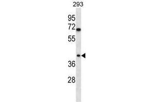 TOR1B Antibody (C-term) western blot analysis in 293 cell line lysates (35 µg/lane).
