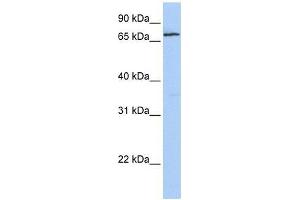 ZNF548 antibody used at 0. (ZNF548 抗体  (N-Term))